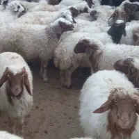 فروش تعداد ۵۵عدد بره نر صادراتی