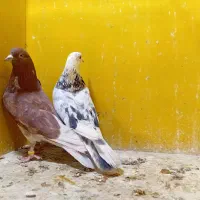 یک جفت کفتر علاوتر