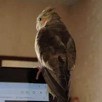 عروس هلندی گمشده با مژدگانی بالا|حیوانات|بروجرد, |دیوار