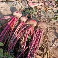 لبو شاهین تپه