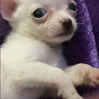 واگذاری سگ|سگ|رشت, فخب|دیوار