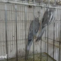 جفت عروس هلندی