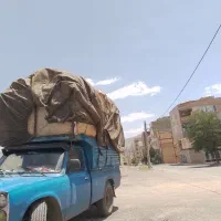 گندم وجو دیم