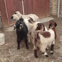 چهار عدد بزقاله دو عدد بره|حیوانات مزرعه|نیمروز, |دیوار