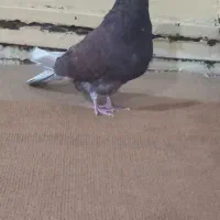 کبوتر زوردار