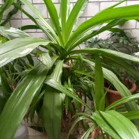 گل و گلدان بزرگ|گل و گیاه طبیعی|هشتگرد, شهرک ولیعصر (مصلی)|دیوار