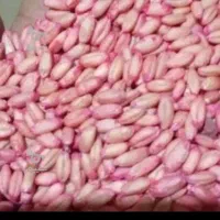 گندم اصلاح شده دیمی