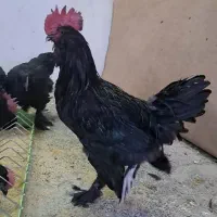 خروس جوان مرندی