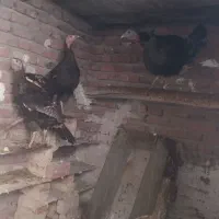 بوقلمون ماده و نر