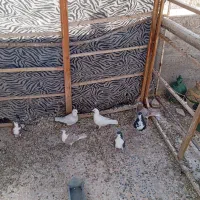 چند عدد دمگیر