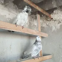 کفتر|پرنده|گلستان (تهران), |دیوار