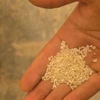 نیم دانه پاکستانی شرکت گشتر میزان صداقت