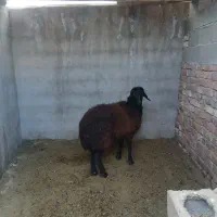 شیشک دودندون ماده