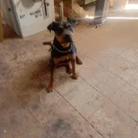 سگ روتفایلر