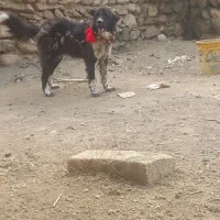 سگ قدرجونی دهن پاک جونوری|سگ|فریدونشهر, |دیوار