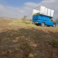 کاه لوبیا تازه