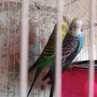 یک جفت مرغ عشق در حال لانه گرم کردن