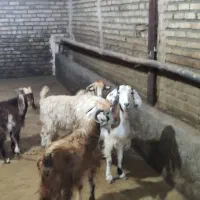 بزغاله نر بز