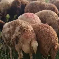 بزغاله