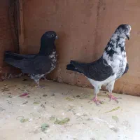 کبوتر|پرنده|قم, علی آباد|دیوار