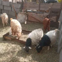 شش عدد کهره|حیوانات مزرعه|دهبکری, |دیوار