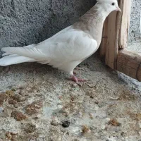 طوقی  سینه سیاه|پرنده|شهرضا, |دیوار