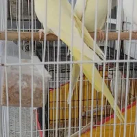 عروس هلندی|پرنده|دوگنبدان, |دیوار