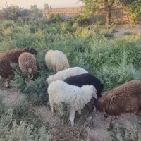 جاده اهواز  اندیمشک روستای راضی حمد|حیوانات مزرعه|کرخه, |دیوار