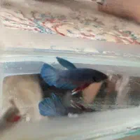 فایتر ماده شکم پر