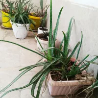 حراج گیاهان آپارتمانی|گل و گیاه طبیعی|کرج, باغستان|دیوار