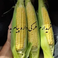 بلال