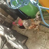 خروس درجه یک