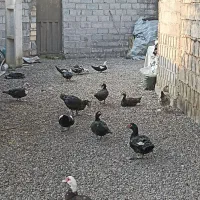 اردک اسرائیلی|حیوانات مزرعه|املش, |دیوار