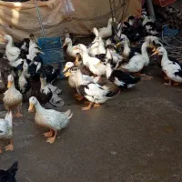 اردک