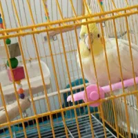 عروس هلندی ماده و نر