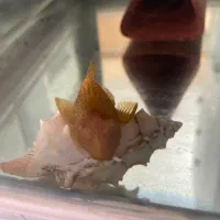 ماهی کت پوزه بوته ای بال کوتاه البینو