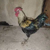 خروس جوان و مشگی