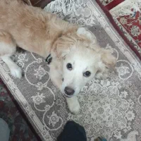 گمشده