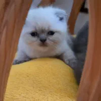 واگذاری اسکاتیش فولد ماده|گربه|ساری, |دیوار