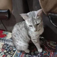 گمشده گربه با قلاده قرمز خال خالی