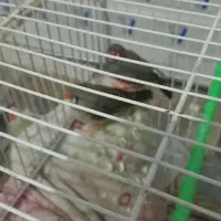 یک جفت فنچ کار داده|پرنده|چناران, |دیوار