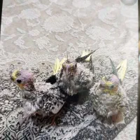 جوجه عروس هلندی گلباقالی