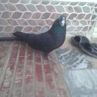 دستی|ساعت|خرمآباد, |دیوار