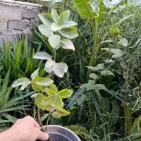 شمشاد طلایی ریشه لخت|گل و گیاه طبیعی|آمل, |دیوار