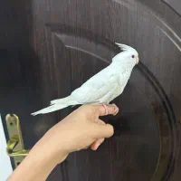 عروس هلندی البینو دستی چلوندنی|پرنده|شوش, |دیوار