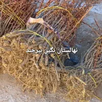 فروش نهال زرشک|خدمات باغبانی و درختکاری|زهان, |دیوار