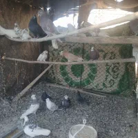 تعدای کبوتر