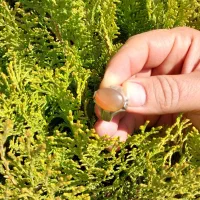 انگشتر چهار چنگ