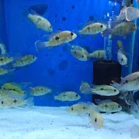 انواع ماهی گرین تیلور