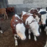 تنها تهیه کننده بهترین گوساله های توناژگیر|حیوانات مزرعه|تربت جام, جامرود|دیوار